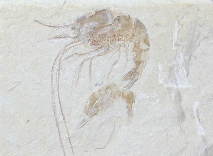 Cretaceous Fossil Shrimp Carpopenaeus - Lebanon #20894